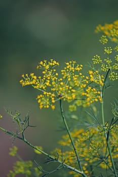 Fennel, Foeniculum vulgare is a flowering plant species in the celery family Apiaceae or Umbelliferae. It is a hardy, perennial herb with yellow flowers and feathery leaves. It is a highly aromatic and flavorful herb with culinary and medicinal uses. Fennel is used as a food plant.