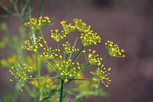 Fennel, Foeniculum vulgare is a flowering plant species in the celery family Apiaceae or Umbelliferae. It is a hardy, perennial herb with yellow flowers and feathery leaves. It is a highly aromatic and flavorful herb with culinary and medicinal uses. Fennel is used as a food plant.