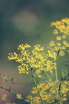 Fennel, Foeniculum vulgare is a flowering plant species in the celery family Apiaceae or Umbelliferae. It is a hardy, perennial herb with yellow flowers and feathery leaves. It is a highly aromatic and flavorful herb with culinary and medicinal uses. Fennel is used as a food plant.