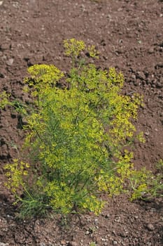 Fennel, Foeniculum vulgare is a flowering plant species in the celery family Apiaceae or Umbelliferae. It is a hardy, perennial herb with yellow flowers and feathery leaves. It is a highly aromatic and flavorful herb with culinary and medicinal uses. Fennel is used as a food plant.