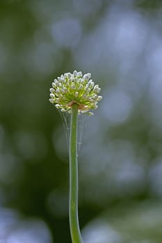 Flower of Onion, Allium cepa. The onion also known as the bulb onion or common onion, is used as a vegetable and is the most widely cultivated species of the genus Allium.