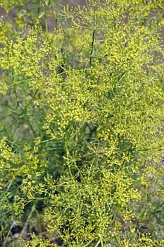 Fennel, Foeniculum vulgare is a flowering plant species in the celery family Apiaceae or Umbelliferae. It is a hardy, perennial herb with yellow flowers and feathery leaves. It is a highly aromatic and flavorful herb with culinary and medicinal uses. Fennel is used as a food plant.