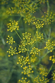 Fennel, Foeniculum vulgare is a flowering plant species in the celery family Apiaceae or Umbelliferae. It is a hardy, perennial herb with yellow flowers and feathery leaves. It is a highly aromatic and flavorful herb with culinary and medicinal uses. Fennel is used as a food plant.