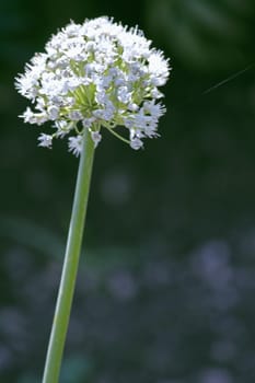 Flower of Onion, Allium cepa. The onion also known as the bulb onion or common onion, is used as a vegetable and is the most widely cultivated species of the genus Allium.