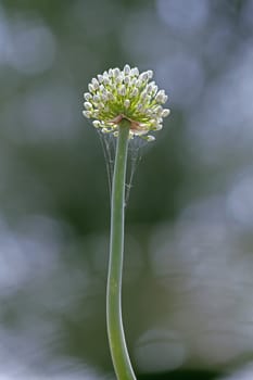 Flower of Onion, Allium cepa. The onion also known as the bulb onion or common onion, is used as a vegetable and is the most widely cultivated species of the genus Allium.