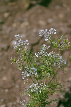 Flowers of Coriander, Coriandrum sativum.