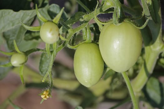 Lycopersicon esculentum, Tomatoes are one of the most common vegetables in India. The red round fruit is eaten raw or cooked. All green parts of the plant are poisonous.