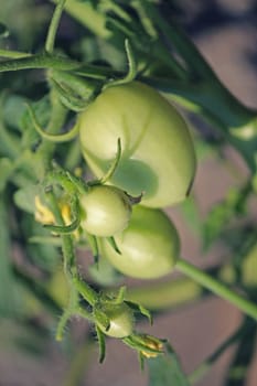 Lycopersicon esculentum, Tomatoes are one of the most common vegetables in India. The red round fruit is eaten raw or cooked. All green parts of the plant are poisonous.