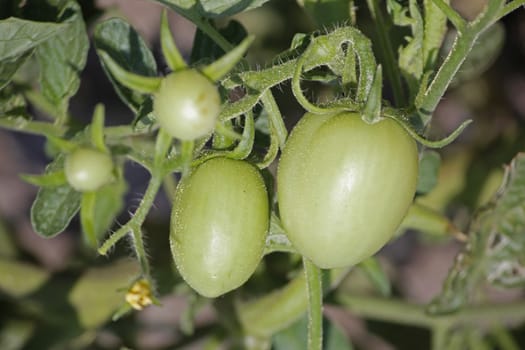 Lycopersicon esculentum, Tomatoes are one of the most common vegetables in India. The red round fruit is eaten raw or cooked. All green parts of the plant are poisonous.