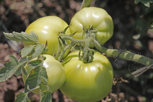 Lycopersicon esculentum, Tomatoes are one of the most common vegetables in India. The red round fruit is eaten raw or cooked. All green parts of the plant are poisonous.