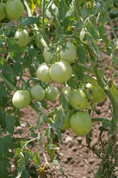 Lycopersicon esculentum, Tomatoes are one of the most common vegetables in India. The red round fruit is eaten raw or cooked. All green parts of the plant are poisonous.