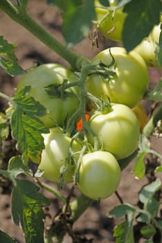 Lycopersicon esculentum, Tomatoes are one of the most common vegetables in India. The red round fruit is eaten raw or cooked. All green parts of the plant are poisonous.