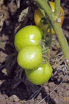 Lycopersicon esculentum, Tomatoes are one of the most common vegetables in India. The red round fruit is eaten raw or cooked. All green parts of the plant are poisonous.