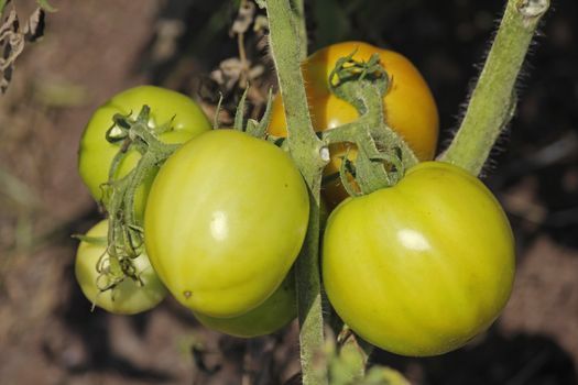 Lycopersicon esculentum, Tomatoes are one of the most common vegetables in India. The red round fruit is eaten raw or cooked. All green parts of the plant are poisonous.