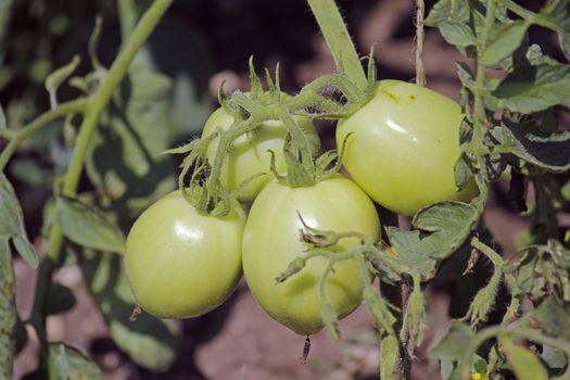 Lycopersicon esculentum, Tomatoes are one of the most common vegetables in India. The red round fruit is eaten raw or cooked. All green parts of the plant are poisonous.