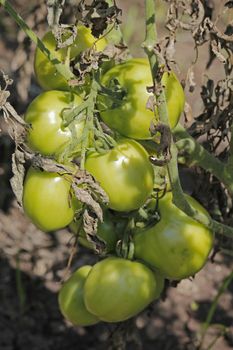 Lycopersicon esculentum, Tomatoes are one of the most common vegetables in India. The red round fruit is eaten raw or cooked. All green parts of the plant are poisonous.