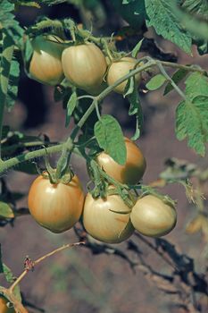 Lycopersicon esculentum, Tomatoes are one of the most common vegetables in India. The red round fruit is eaten raw or cooked. All green parts of the plant are poisonous.