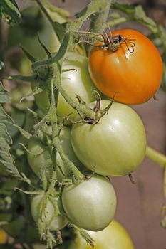 Lycopersicon esculentum, Tomatoes are one of the most common vegetables in India. The red round fruit is eaten raw or cooked. All green parts of the plant are poisonous.