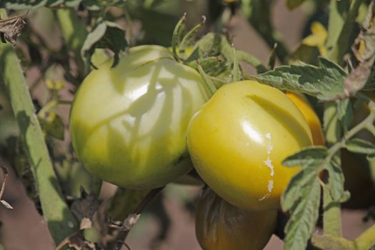 Lycopersicon esculentum, Tomatoes are one of the most common vegetables in India. The red round fruit is eaten raw or cooked. All green parts of the plant are poisonous.