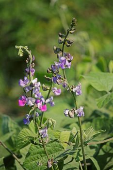 Flowers of Lablab purpureus. It is a species of bean in the family Fabaceae