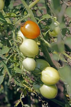 Lycopersicon esculentum, Tomatoes are one of the most common vegetables in India. The red round fruit is eaten raw or cooked. All green parts of the plant are poisonous.