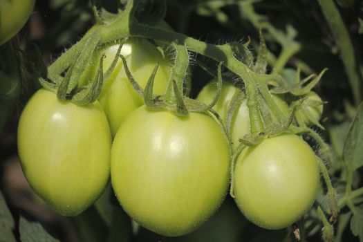 Lycopersicon esculentum, Tomatoes are one of the most common vegetables in India. The red round fruit is eaten raw or cooked. All green parts of the plant are poisonous.