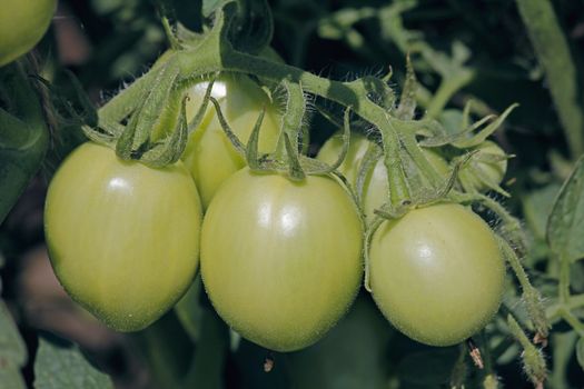 Lycopersicon esculentum, Tomatoes are one of the most common vegetables in India. The red round fruit is eaten raw or cooked. All green parts of the plant are poisonous.