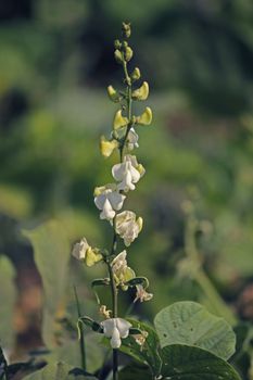 Flowers of Lablab purpureus. It is a species of bean in the family Fabaceae