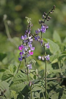 Flowers of Lablab purpureus. It is a species of bean in the family Fabaceae