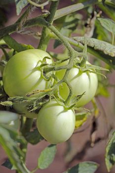 Lycopersicon esculentum, Tomatoes are one of the most common vegetables in India. The red round fruit is eaten raw or cooked. All green parts of the plant are poisonous.