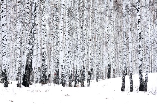 Birch forest in winter