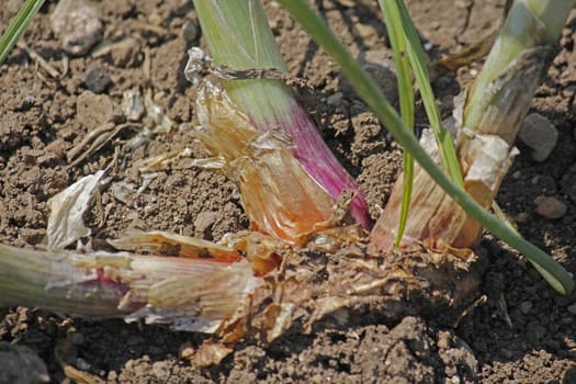 Field of Onion, Allium cepa. The onion also known as the bulb onion or common onion, is used as a vegetable and is the most widely cultivated species of the genus Allium.