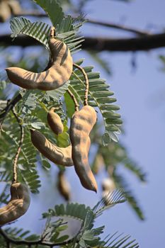 Tamarind, Tamarindus indica. The tamarind tree produces edible, pod-like fruit which are used extensively in cuisines around the world. Other uses include traditional medicine and metal polish. The wood can be used in carpentry. Because of the tamarind's many uses, cultivation has spread around the world in tropical and subtropical zones.