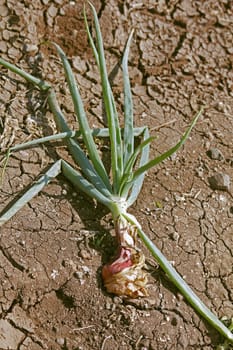 Field of Onion, Allium cepa. The onion also known as the bulb onion or common onion, is used as a vegetable and is the most widely cultivated species of the genus Allium.