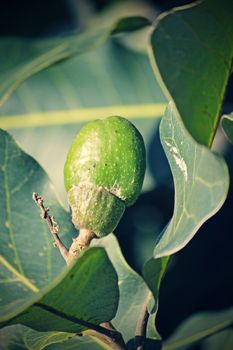 Fruits of Semecarpus anacardium. It is a deciduous tree. The nut is ovoid and smooth lustrous black. In Ayurveda, the fruit is considered a rasayana for longevity and rejuvenation.