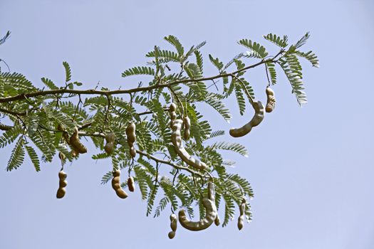 Tamarind, Tamarindus indica. The tamarind tree produces edible, pod-like fruit which are used extensively in cuisines around the world. Other uses include traditional medicine and metal polish. The wood can be used in carpentry. Because of the tamarind's many uses, cultivation has spread around the world in tropical and subtropical zones.
