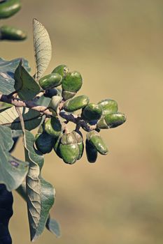 Fruits of Semecarpus anacardium. It is a deciduous tree. The nut is ovoid and smooth lustrous black. In Ayurveda, the fruit is considered a rasayana for longevity and rejuvenation.