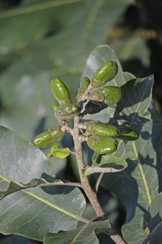 Fruits of Semecarpus anacardium. It is a deciduous tree. The nut is ovoid and smooth lustrous black. In Ayurveda, the fruit is considered a rasayana for longevity and rejuvenation.