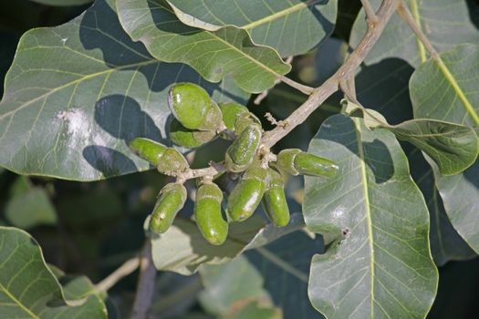 Fruits of Semecarpus anacardium. It is a deciduous tree. The nut is ovoid and smooth lustrous black. In Ayurveda, the fruit is considered a rasayana for longevity and rejuvenation.