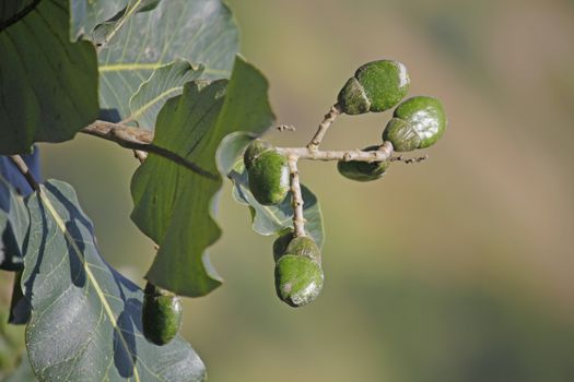 Fruits of Semecarpus anacardium. It is a deciduous tree. The nut is ovoid and smooth lustrous black. In Ayurveda, the fruit is considered a rasayana for longevity and rejuvenation.