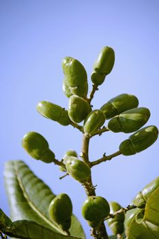 Fruits of Semecarpus anacardium. It is a deciduous tree. The nut is ovoid and smooth lustrous black. In Ayurveda, the fruit is considered a rasayana for longevity and rejuvenation.