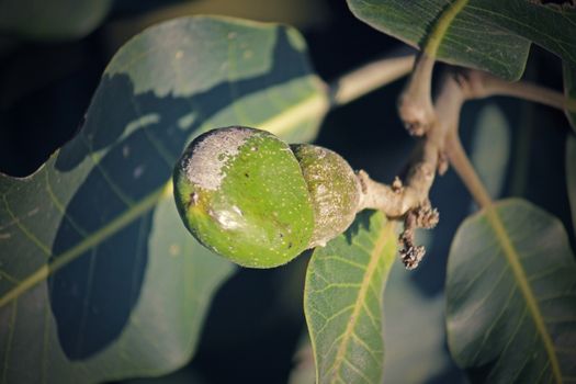 Fruits of Semecarpus anacardium. It is a deciduous tree. The nut is ovoid and smooth lustrous black. In Ayurveda, the fruit is considered a rasayana for longevity and rejuvenation.