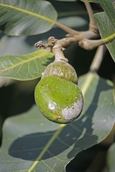 Fruits of Semecarpus anacardium. It is a deciduous tree. The nut is ovoid and smooth lustrous black. In Ayurveda, the fruit is considered a rasayana for longevity and rejuvenation.