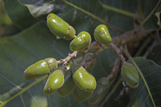 Fruits of Semecarpus anacardium. It is a deciduous tree. The nut is ovoid and smooth lustrous black. In Ayurveda, the fruit is considered a rasayana for longevity and rejuvenation.