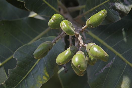 Fruits of Semecarpus anacardium. It is a deciduous tree. The nut is ovoid and smooth lustrous black. In Ayurveda, the fruit is considered a rasayana for longevity and rejuvenation.