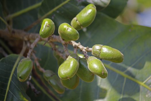 Fruits of Semecarpus anacardium. It is a deciduous tree. The nut is ovoid and smooth lustrous black. In Ayurveda, the fruit is considered a rasayana for longevity and rejuvenation.