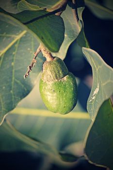 Fruits of Semecarpus anacardium. It is a deciduous tree. The nut is ovoid and smooth lustrous black. In Ayurveda, the fruit is considered a rasayana for longevity and rejuvenation.