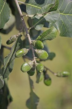 Fruits of Semecarpus anacardium. It is a deciduous tree. The nut is ovoid and smooth lustrous black. In Ayurveda, the fruit is considered a rasayana for longevity and rejuvenation.