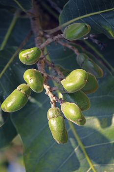 Fruits of Semecarpus anacardium. It is a deciduous tree. The nut is ovoid and smooth lustrous black. In Ayurveda, the fruit is considered a rasayana for longevity and rejuvenation.