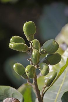 Fruits of Semecarpus anacardium. It is a deciduous tree. The nut is ovoid and smooth lustrous black. In Ayurveda, the fruit is considered a rasayana for longevity and rejuvenation.